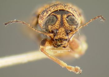 Media type: image;   Entomology 24929 Aspect: head frontal view